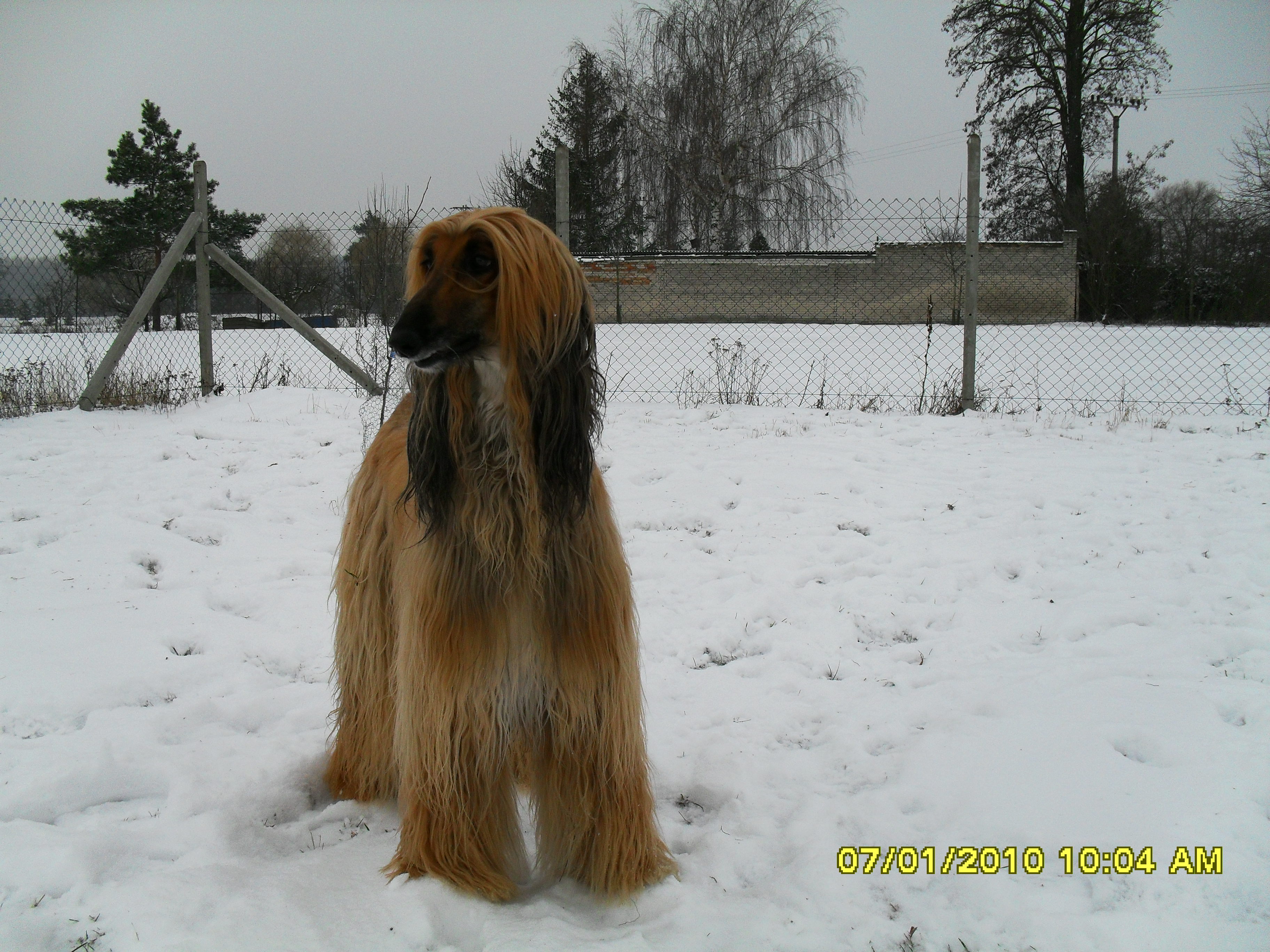 Linda na zahradě 2010